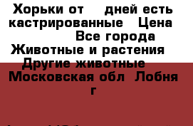   Хорьки от 35 дней есть кастрированные › Цена ­ 2 000 - Все города Животные и растения » Другие животные   . Московская обл.,Лобня г.
